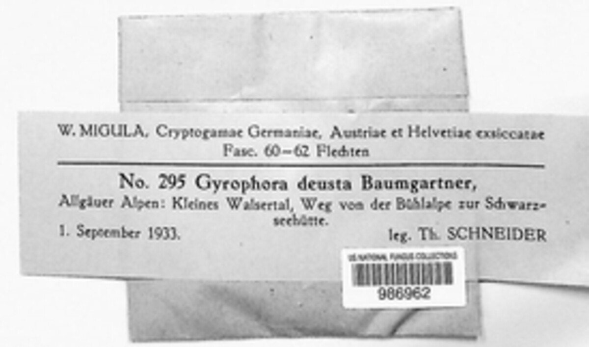 Umbilicaria deusta image